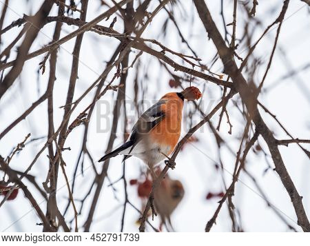 Bullfinch Sits On A Branch And Eats Small Red Apples. Bullfinch Bird Eats Berry On A Tree Branch. Bu