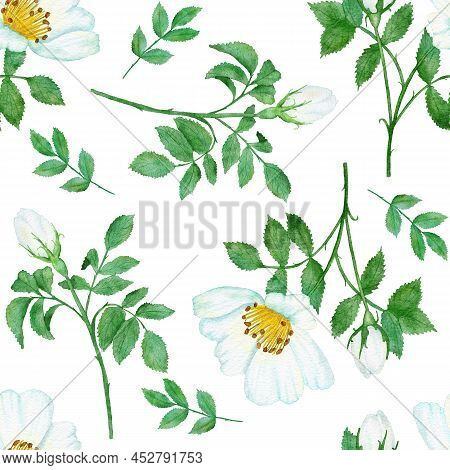 Watercolor Hand Drawn Seamless Pattern With Floral Wild Rose Flowers Leaves Branches. Green Leaf Gre