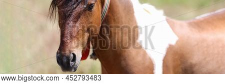 Closeup Of Muzzle Of Brown White Horse With Long Mane. Hobby Horse Breeding Concept