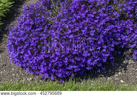 Lobelia Erinus `crystal Palace`, Herbaceous Annual With Deep Blue Flowers.