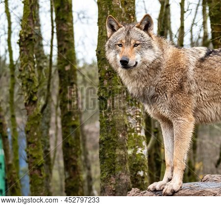 Close Up Of An Adult Wolve Roaming In The Forest