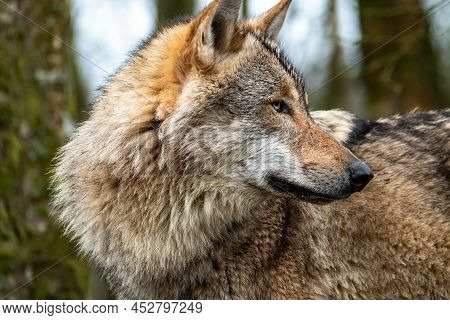 Close Up Of An Adult Wolve Roaming In The Forest