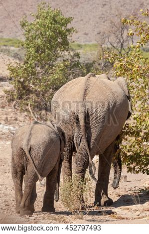 Closeup Of Two African Desert Elephant - Loxodonta Africana- Wandering In The Desert In North Wester