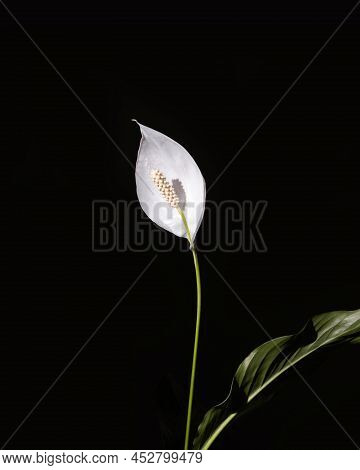 Selectively Illuminated Beautiful White Flower On A Black Background. Spathiphyllum Wallisii, Known 