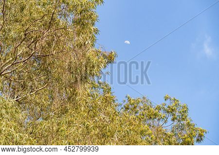 Eucalyptus Tree Branches Against A Clear Blue Sky With A Half Moon On It In The Golan Heights In Nor