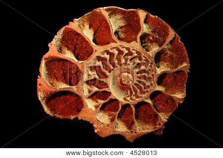 Ammonite punainen
