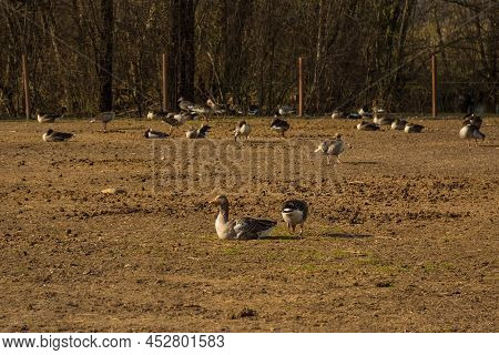 Greylag Geece In A Nature Reserve In Udine Province, Friuli-venezia Giulia, North East Italy