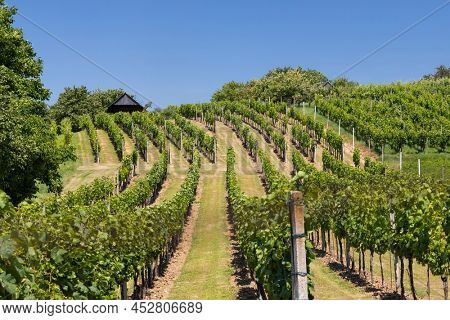 Landscape with vineyards, Slovacko, Southern Moravia, Czech Republic