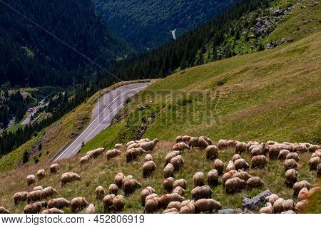 Sheep Graze In The Meadow. Beautiful Landscape In The Mountains With A Road. Transport Garage Route.