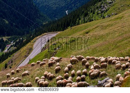 Sheep Graze In The Meadow. Beautiful Landscape In The Mountains With A Road. Transport Garage Route.