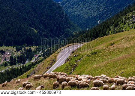 Sheep Graze In The Meadow. Beautiful Landscape In The Mountains With A Road. Transport Garage Route.