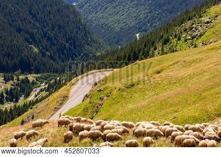 Sheep Graze In The Meadow. Beautiful Landscape In The Mountains With A Road. Transport Garage Route.