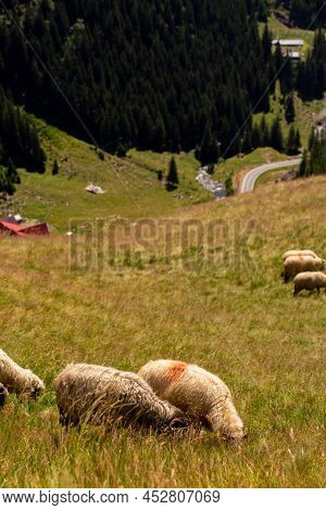 Sheep Graze In The Meadow. Beautiful Landscape In The Mountains With A Road. Transport Garage Route.