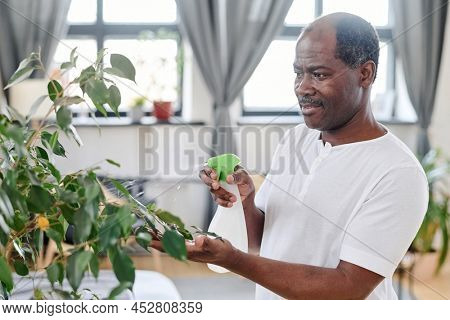 Smiling African American pensioner in white t-shirt refreshening green leaves of domestic plant while spraying water on them