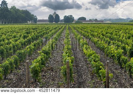 Typical vineyards near Chateau Lagrange, Bordeaux, Aquitaine, France