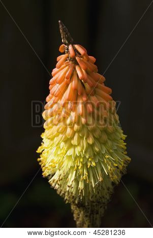 Coralino