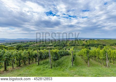 Summer vineyard nearby Strekov, Southern Slovakia