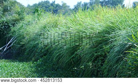 Imperata Cylindrica On Field In Morning Light