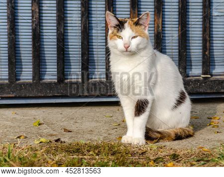 Portrait Of A White Cat With A Colorful Tail, Illuminated By The Sun.