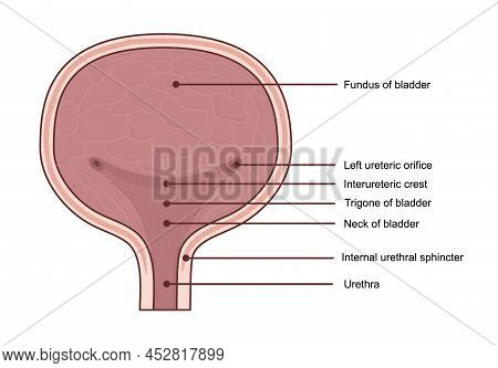 Anatomy Of Urinary Bladder. Medical Diagram Concept.