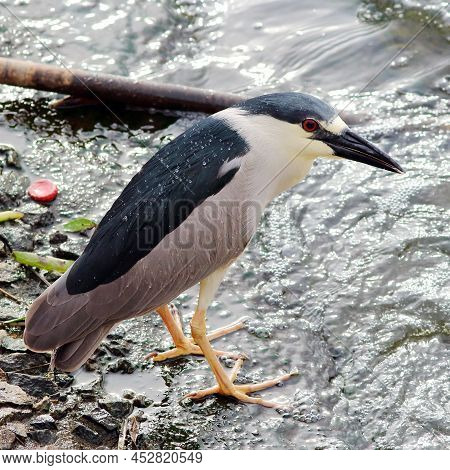Black-crowned Night-heron (nycticorax Nycticorax) Isolated, Perched Near Water