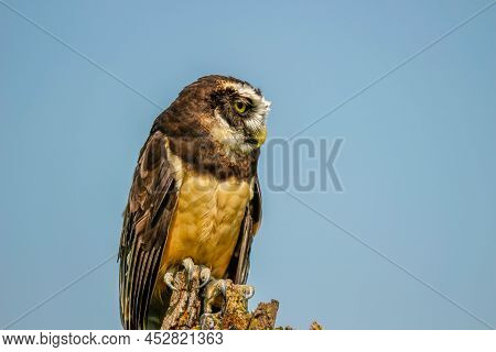 Brown White Feathers Spectacled Owl Close Up Looking