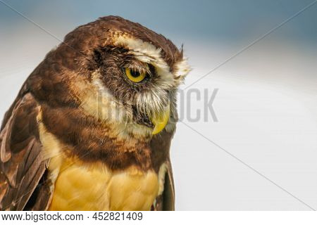 Spectacled Owl Pulsatrix Isolate On White Background.