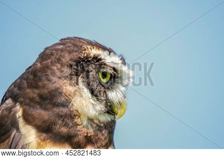 Spectacled Owl Pulsatrix Isolate On White Background.