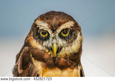 Spectacled Owl Pulsatrix Isolate On White Background.