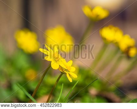 The First Spring Flowers Close-up. Background Of Nature. Close-up Of A Yellow Flower, A Small Celand