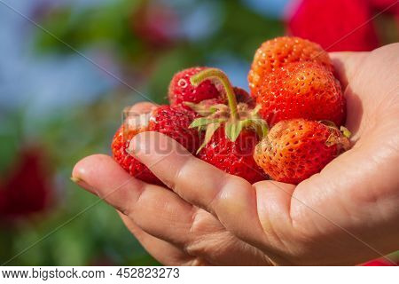 A Woman's Hand Holding A Bunch Of Ripe Strawberries Picked In Her Garden On A Bright Sunny Day. Macr