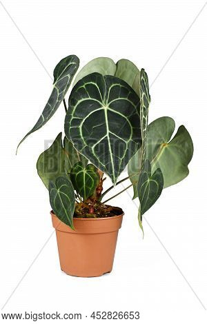 Exotic Houseplant With Botanic Name 'anthurium Clarinervium'  In Pot On White Background