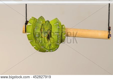 Corallus Caninus - Green Snake Coiled Into A Ball.
