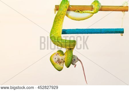 Corallus Caninus - Green Snake Coiled Into A Ball.