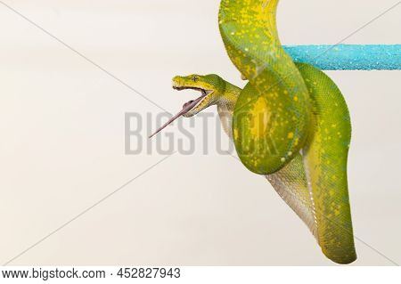 Corallus Caninus - Green Snake Coiled Into A Ball.