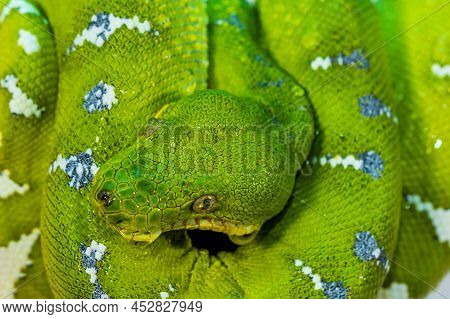Corallus Caninus - Green Snake Coiled Into A Ball.