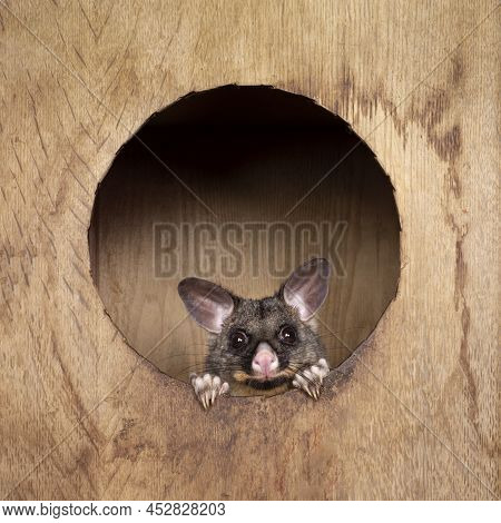Brushtail Possum Aka Trichosurus Vulpecula, Sitting In Wooden Box. Looking Out Through Round Hole St