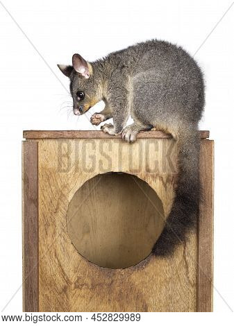 Brushtail Possum Aka Trichosurus Vulpecula, Sitting Side Ways On Wooden Box. Looking  Side Ways Away