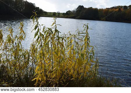 Autumn Colored Water Plants At The Shore Of The Caldera