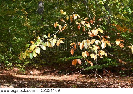 Autumn Forest With Brown Leaves In The Sun