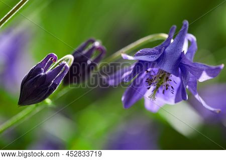 Doubtful Knight's Spur. Called Rocket Larkspur And Giant Larkspur Also. Consolida Ajacis