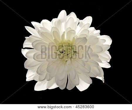 witte bloem geïsoleerd op zwart