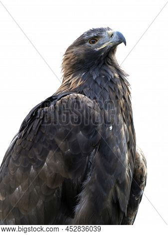 Golden Eagle, Isolated On A White Background. Berkut Raised His Head And Calmly Looks Ahead. The Bir