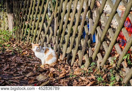 Portrait Of A White Cat With A Colorful Tail, Illuminated By The Sun.