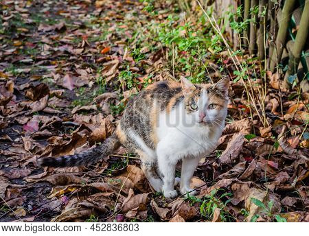Portrait Of A White Cat With A Colorful Tail, Illuminated By The Sun.