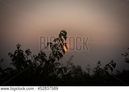 Beautiful View Of Sunset With Plants In Foreground In A Hill Station.