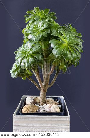 Crassula Ovata Or Jade Plant In A Pot On A Dark Background, Vertical View