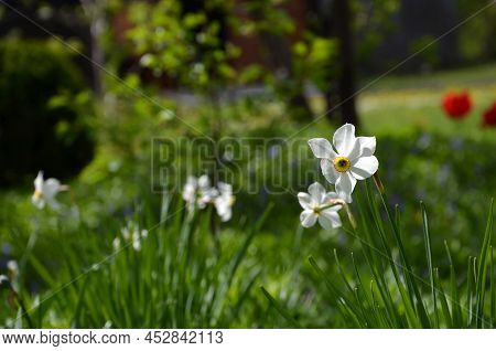 Beautiful Spring Flowers Daffodils In The Garden
