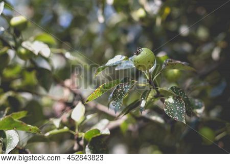Wild Pear With Infected Leaves. Disease On The Leaves Of A Pear. Septoria Pear - Small Gray Spots Wi