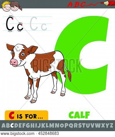 Educational Cartoon Illustration Of Letter C From Alphabet With Calf Farm Animal Character